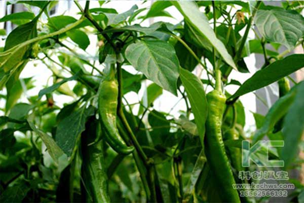 無土栽培,無土栽培技術,無土栽培設備