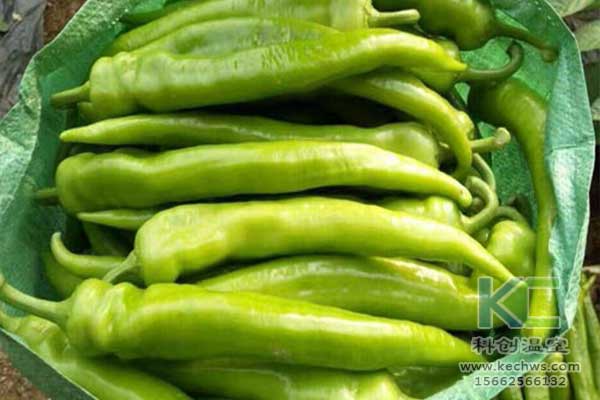 無土栽培，無土栽培技術(shù)，無土栽培設(shè)備