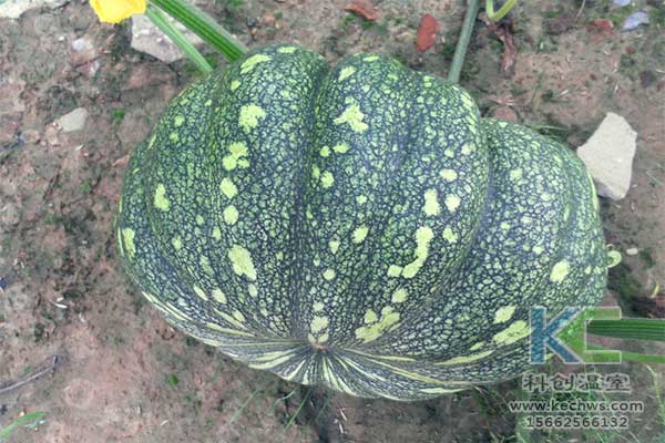 無(wú)土栽培,無(wú)土栽培技術(shù),無(wú)土栽培設(shè)備