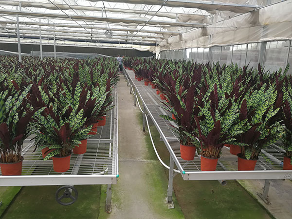 無土栽培，無土栽培技術(shù)，無土栽培設(shè)備