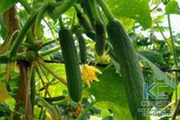 無土栽培，無土栽培技術，無土栽培設備