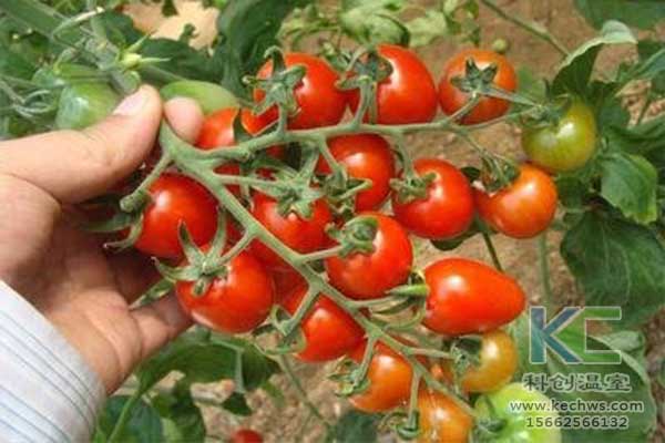 無土栽培，無土栽培技術，無土栽培設備