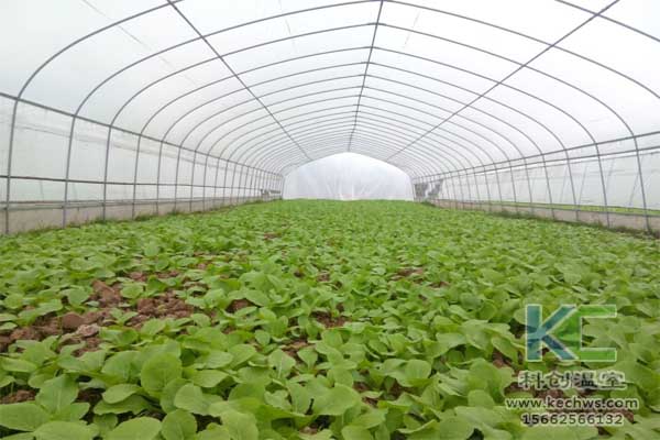 無(wú)土栽培，無(wú)土栽培技術(shù)，無(wú)土栽培設(shè)備