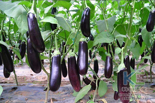 無土栽培，無土栽培技術(shù)，無土栽培設(shè)備