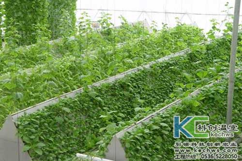 無土栽培，無土栽培技術，無土栽培設備