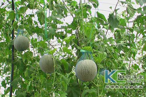 無土栽培，無土栽培技術，無土栽培設備