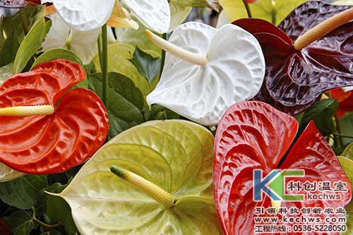 無土栽培，無土栽培技術(shù)，無土栽培設(shè)備