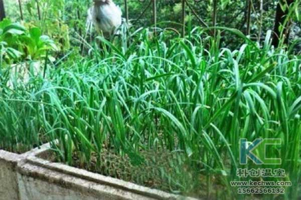 無土栽培，無土栽培技術(shù)，無土栽培設(shè)備