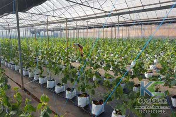 無土栽培，無土栽培技術