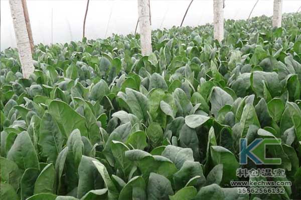 無土栽培，無土栽培技術(shù)，無土栽培設(shè)備