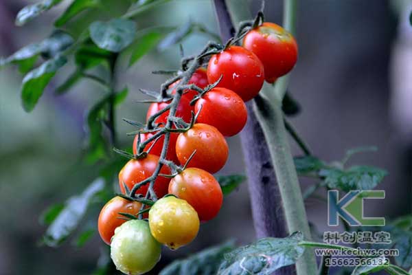 無(wú)土栽培，無(wú)土栽培技術(shù)