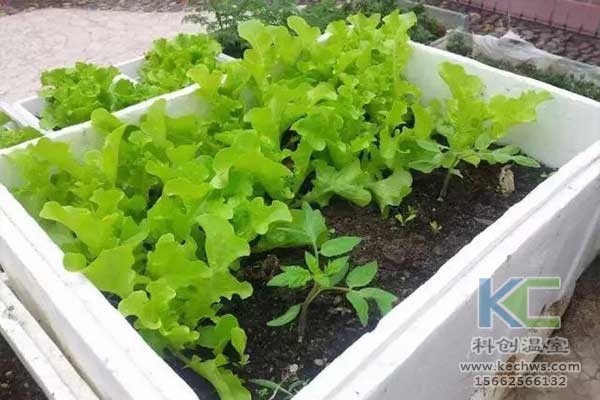 無土栽培，無土栽培技術