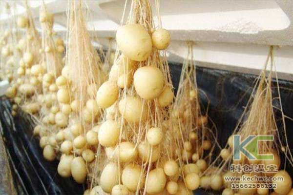 無土栽培，無土栽培技術(shù)，無土栽培設(shè)備