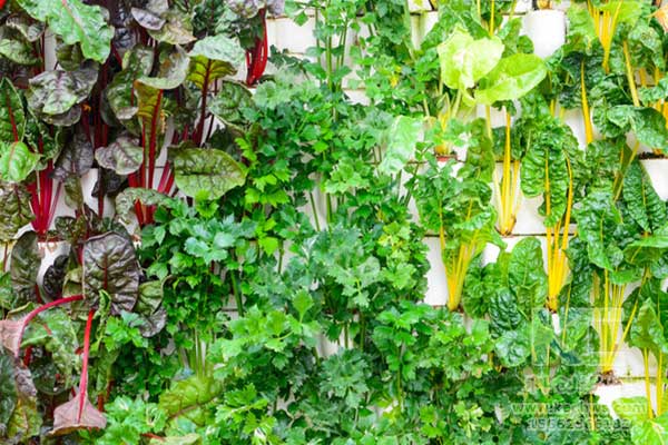 無(wú)土栽培，無(wú)土栽培技術(shù)，無(wú)土栽培設(shè)備