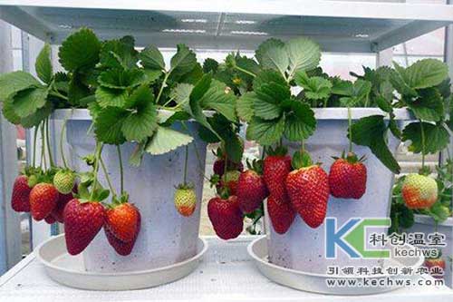 無土栽培,無土栽培技術(shù),無土栽培設(shè)備