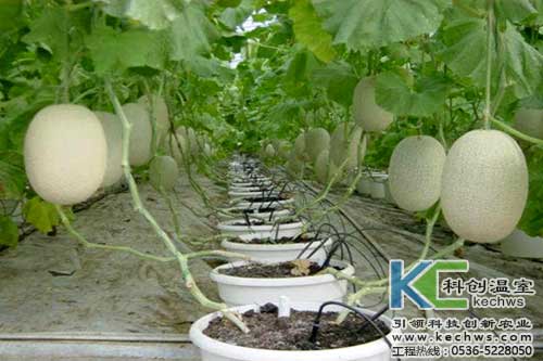 無土栽培，無土栽培技術，無土栽培設備