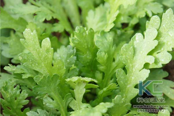 無土栽培，無土栽培技術，無土栽培設備