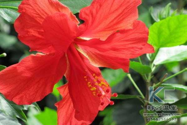 無土栽培，無土栽培技術，無土栽培設備