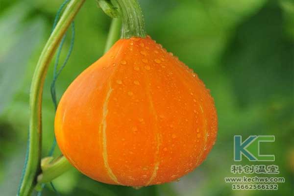 無土栽培，無土栽培技術(shù)，無土栽培設(shè)備