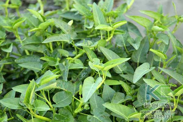 無土栽培，無土栽培技術(shù)，無土栽培設(shè)備