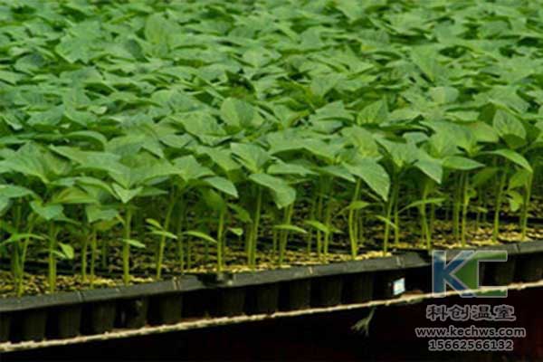 無土栽培，無土栽培技術，無土栽培設備