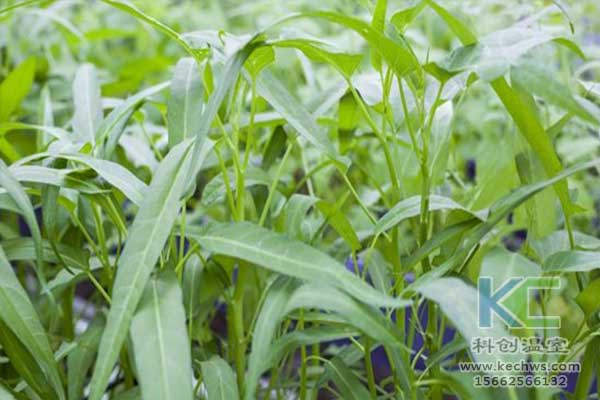 無土栽培，無土栽培技術(shù)