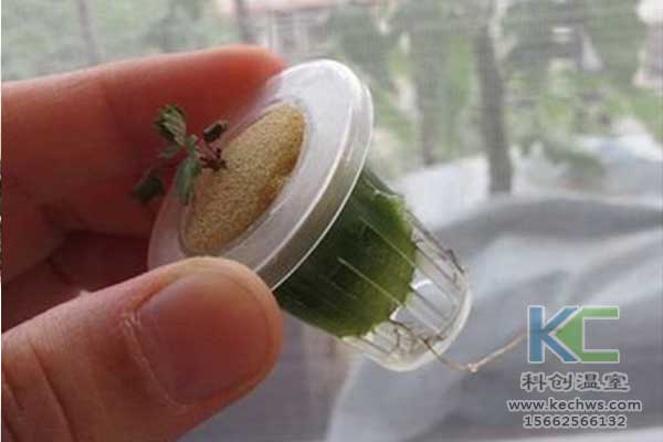 無土栽培，無土栽培技術