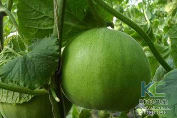 無土栽培，無土栽培技術，無土栽培設備