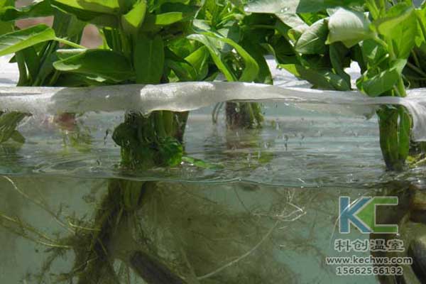 無土栽培技術(shù)，無土栽培設(shè)備，魚菜共生，溫室大棚