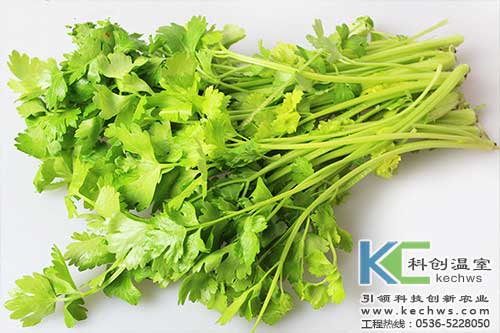 無土栽培，無土栽培技術，無土栽培設備