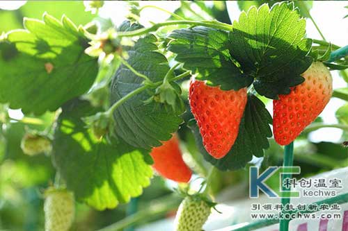 無(wú)土栽培，無(wú)土栽培技術(shù)，無(wú)土栽培設(shè)備