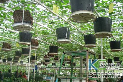 無土栽培，無土栽培技術，無土栽培設備