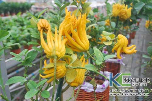 無土栽培，無土栽培技術，無土栽培設備