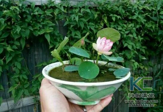 無(wú)土栽培，無(wú)土栽培技術(shù)，無(wú)土栽培設(shè)備