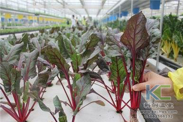 無土栽培，無土栽培技術，無土栽培設備