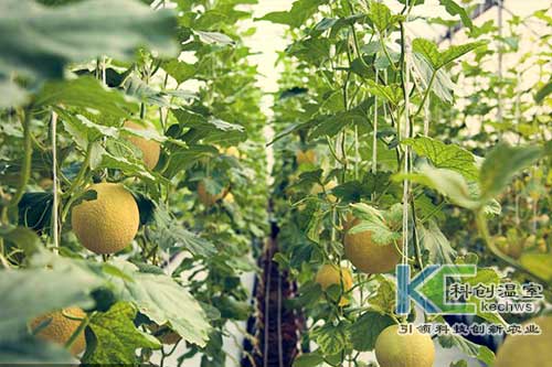 無土栽培，無土栽培技術，無土栽培設備