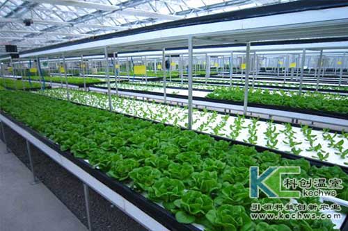 無土栽培，水培，營養(yǎng)液