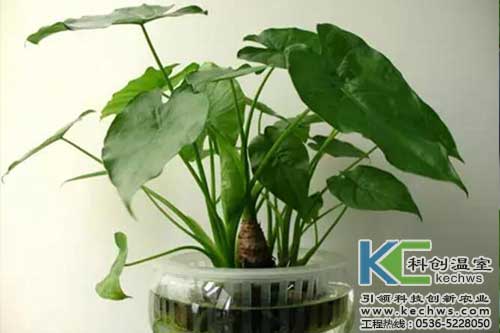 無土栽培，無土栽培技術，無土栽培設備