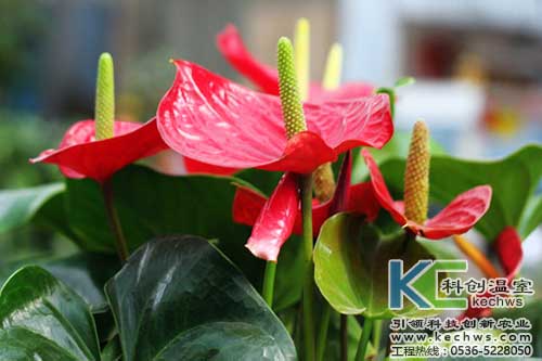 無土栽培，無土栽培技術(shù)，無土栽培設(shè)備