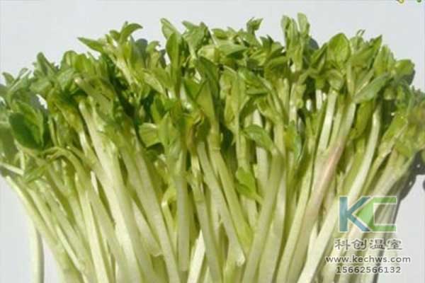 無(wú)土栽培，無(wú)土栽培基質(zhì)