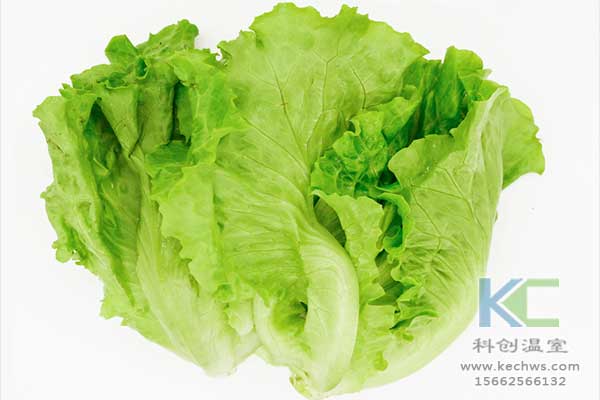 無土栽培，無土栽培技術(shù)