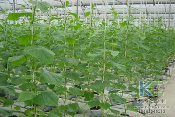 無土栽培，無土栽培技術(shù)，無土栽培設(shè)備