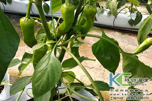 無土栽培，無土栽培技術，無土栽培設備