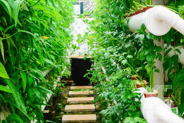 無土栽培，無土栽培技術，無土栽培設備