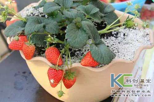 無土栽培,無土栽培技術(shù),無土栽培設(shè)備