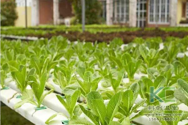 無土栽培，無土栽培技術，無土栽培設備