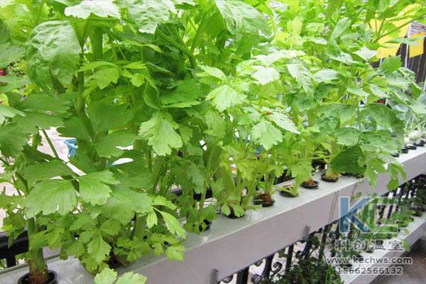 無土栽培，無土栽培技術，無土栽培設備