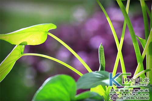 無土栽培，無土栽培技術，無土栽培設備