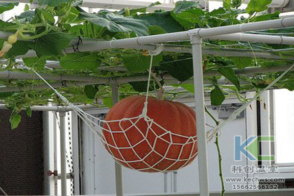 無土栽培技術(shù)，魚菜共生系統(tǒng)，無土栽培，溫室大棚