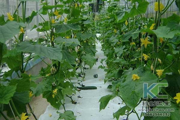 無土栽培，無土栽培技術(shù)，無土栽培設(shè)備